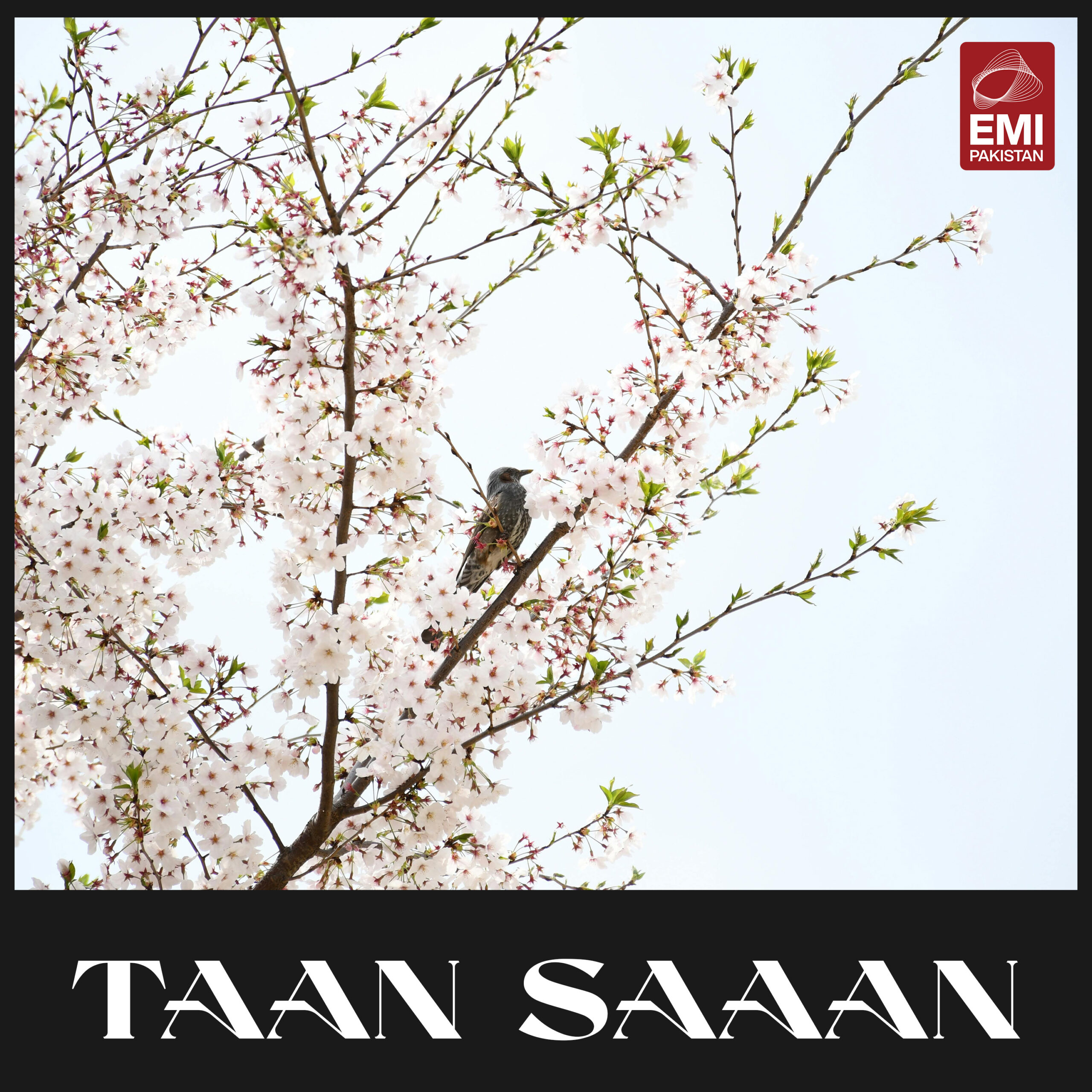 Film : Taan Saaan [balance 1 song]